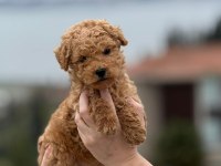 Toy poodle köpekler