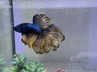 Akvaryumu ile beraber betta balığı