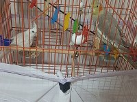 ALBİNO WHİTE FACE PEARL GREY TAKIM VE TEK SULTAN