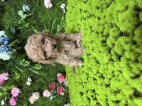 En mini boy poodle bebekleri