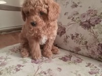 40 günlük toy poodle erkek yavrularım