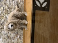 Dişi poodle uygun