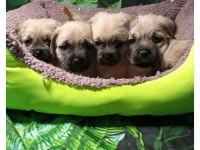 PUG MOPS MAL BEBEKLER
