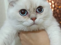 Bursa golden point british shorthair bebekler