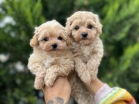 Ankaranın en güzel maltipoo yavruları