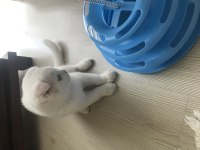 SCOTTİSH FOLD KEDİME ACİL ÖMÜRLÜK YUVA ARIYORUM