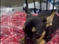French Bulldog Yavrularımız Irk Ve Sağlık Garantili