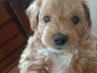 Çok tatlı maltipoo erkek yavrumuz