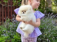 Mersin pomeranian yavru köpeğimiz