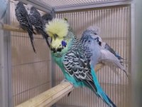 Show jumbo rainbow yavrular ve damızlık kuşlar