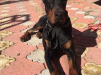 A kalite doberman yavruları