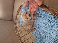 Toy poodle yavrularım sahiplendirilmeye hazır