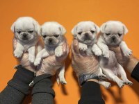 Egzotik beyaz pug yavrularım özel olmak istiyorum diyorsan