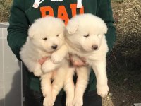 Kar beyaz samoyed yavrular hazır