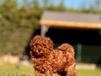 HİPOALERJANİK TOY POODLE BEBEKLERİM