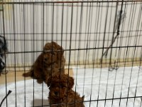 En koyusundan Toypoodle 