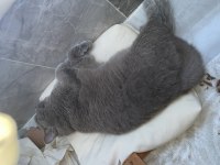 Kısır 8 aylık erkek british shorthair