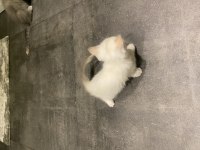 Beyaz yavru british shorthair