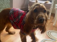 8 aylık cocker köpeğimiz