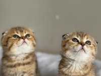 Ny24 Golden Scottish Fold Bebeklerimiz