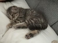 Erkek scottish fold