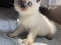 YAVRU BRITISH SHORTHAIR BLUEPOINT