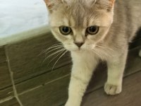 British Shorthair Ücretsiz Sahiplendirme