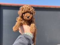 Ankaranın  en iddialı kore toy poodle yavruları