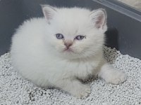 British shorthair ve scottish fold bebişler