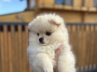 Sevimli ayı surat Pomeranian boo