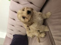 Cockapoo bebekler tüy dökmez çok uygun
