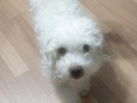 Beyaz maltipoo