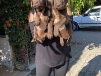 Çikolata labrador yavrularım