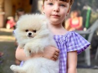 Mersin Pomeranian Boo Sevimli Pomeranian Yavruları.