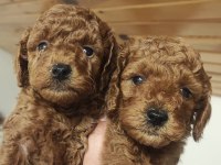 İNANİLMAZ KALİTE İNANİLMAZ FİYATLARA POODLE YAVRULAR