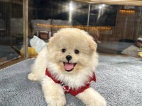 MUHTEŞEM TATLILIKTA MALTİPOO YAVRUMUZ