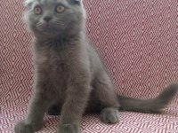 Uygun sahiplendirilecek scottish fold