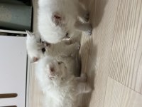 BRİTİSH SHORTHAİR YAVRULAR (açıklamayı okuyun)