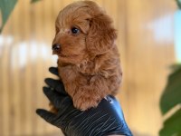 TOY POODLE VE MALTİPOO YAVRULARI