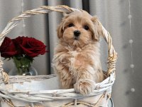 Kore Maltipoo kg garantili
