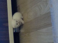 1.5 aylık 4 yavru scottish fold