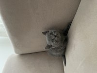 British Shorthair Dişi Yavru
