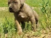 Cane corso dişi erkek