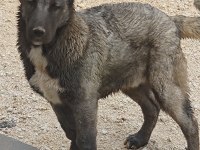 Safkan Kangal Köpeğimiz
