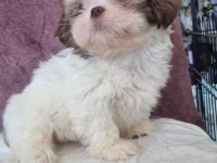Shih tzu bebeklerimiz yeni yuvasına gitmeye hazırdır