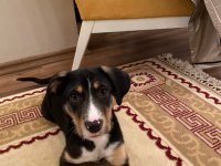 YAKLAŞIK 2 AYLIK DİŞİ KÖPEĞİMİZE KALICI YUVA ARIYORUZ