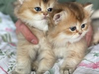 Safkan british longhair yavrular yuva arıyoruz