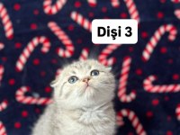 5 adet british shorthair yavrularımız