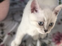 Baba Şecereli Scottish Fold Anne British Orijinal bebekler