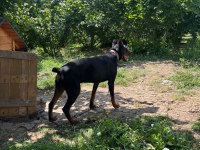 1 yaş erkek doberman